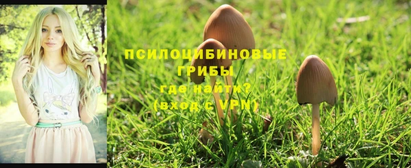гашик Алексин