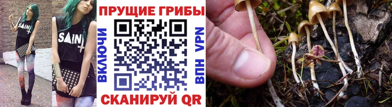 наркотики  Лесной  Галлюциногенные грибы GOLDEN TEACHER 